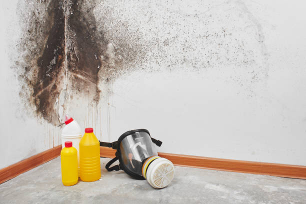 Best Residential Mold Remediation in Lamont, MI