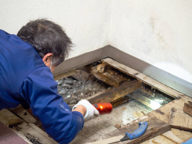 Professional Mold Remediation in Lamont, MI