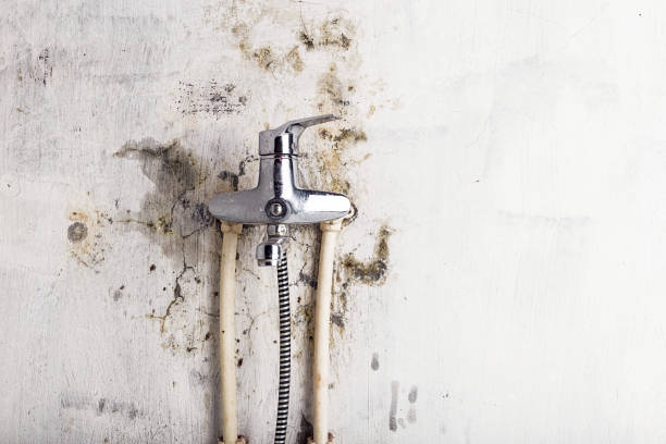 Best DIY Mold Remediation Support Services in Lamont, MI