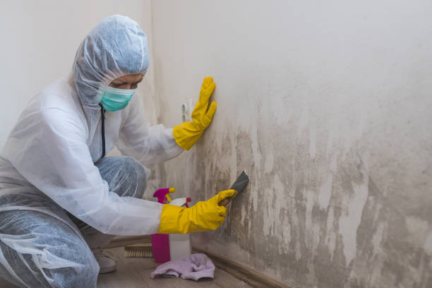 Best Crawl Space Mold Remediation in Lamont, MI