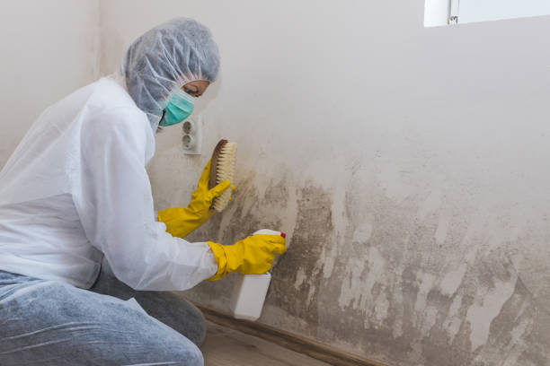 Best Bathroom Mold Remediation in Lamont, MI