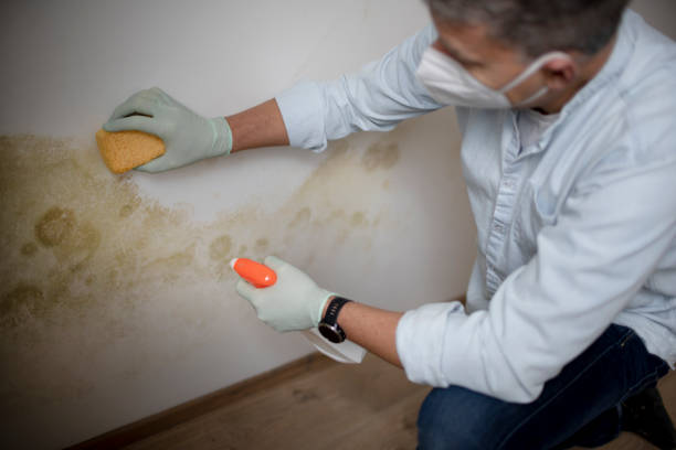 Best Insurance-Related Mold Remediation in Lamont, MI
