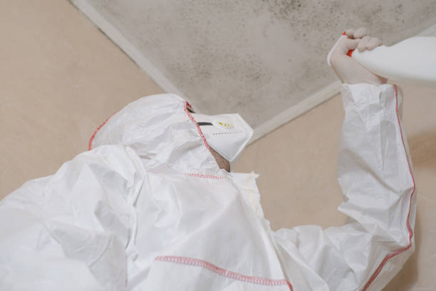 Best Kitchen Mold Remediation in Lamont, MI