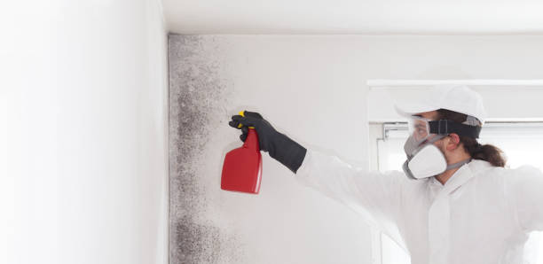 Best Emergency Mold Remediation in Lamont, MI