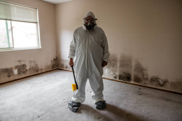 Best Residential Mold Remediation in Lamont, MI