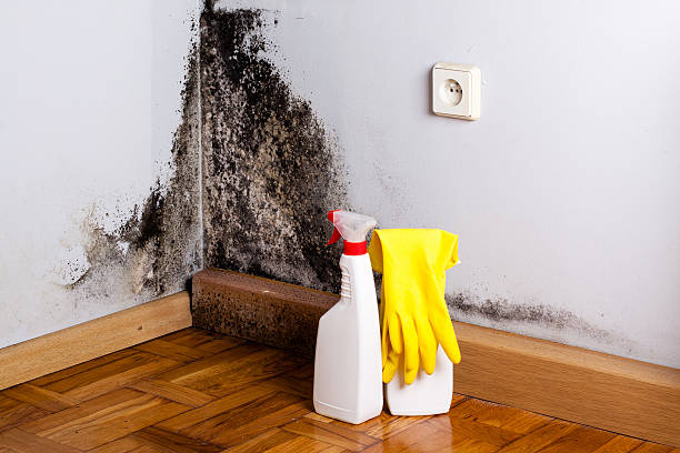 Best Mold Remediation for Schools in Lamont, MI