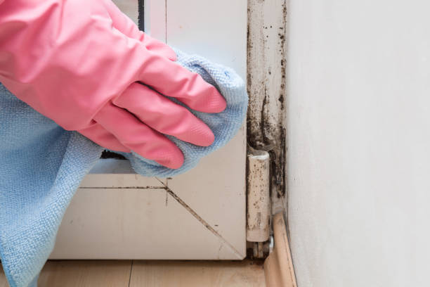 Best Mold Remediation for Schools in Lamont, MI